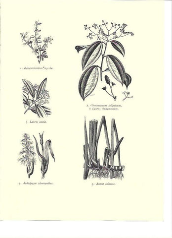 LAMINA 36115: Laurus cassia y laurus cinnamomum