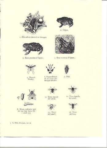 LAMINA 36011: Insectos de Egipto