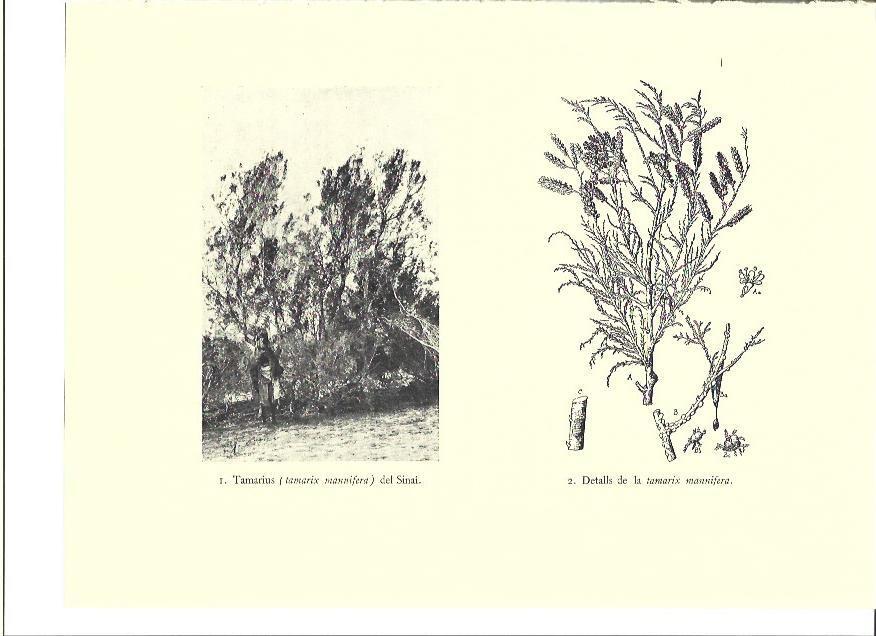 LAMINA 36042: Tamarius del Sinai