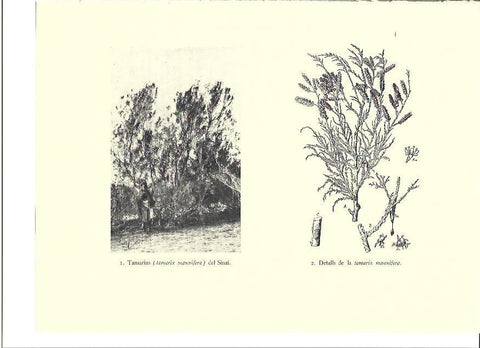 LAMINA 36042: Tamarius del Sinai