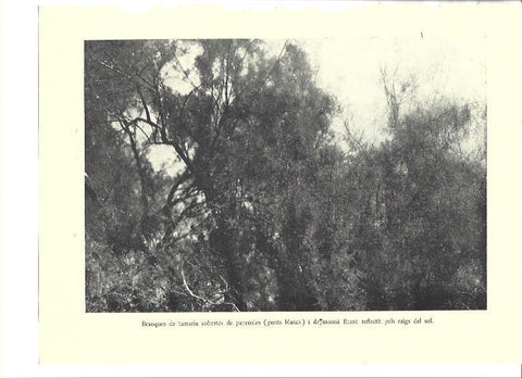 LAMINA 36044: Ramas de tamariu