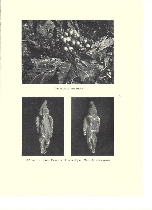 LAMINA 36269: Mata de mandragora
