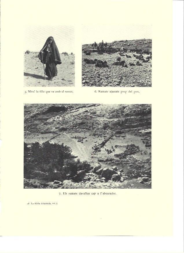 LAMINA 36267: Rebaños en tierras de Israel