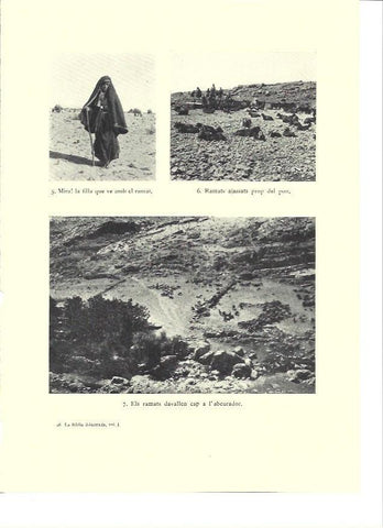 LAMINA 36267: Rebaños en tierras de Israel