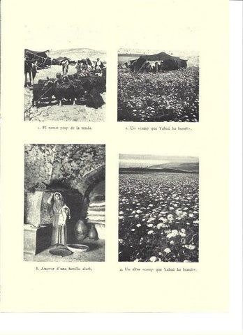 LAMINA 36262: Campos de Israel