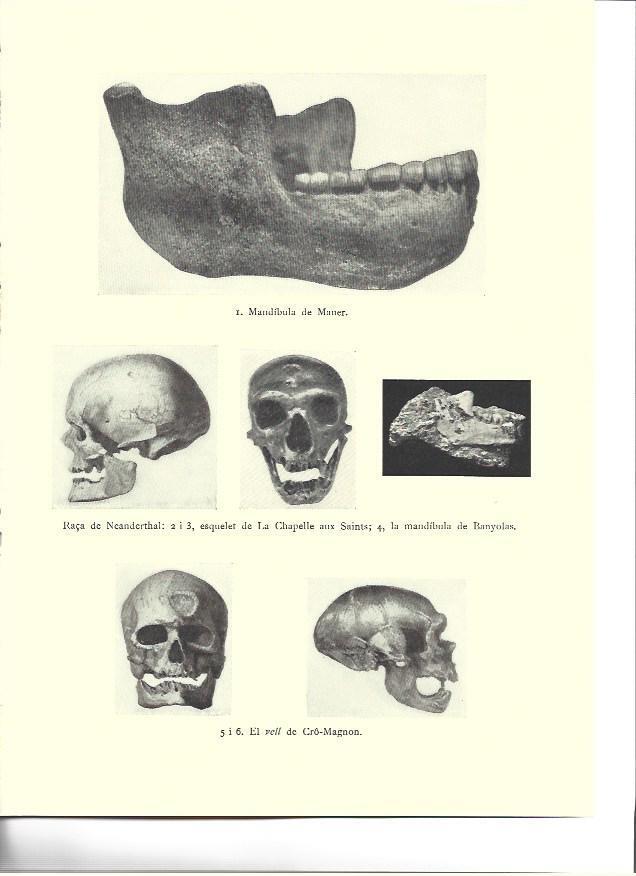 LAMINA 36165: Mandibula de Mauer y craneos de Neandertales