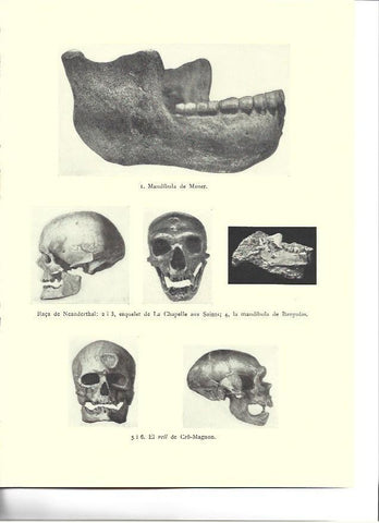 LAMINA 36165: Mandibula de Mauer y craneos de Neandertales