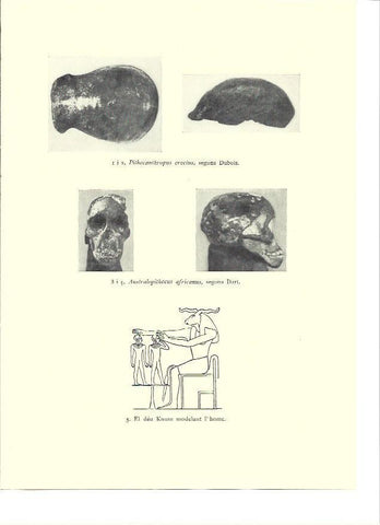 LAMINA 36164: Pithecanthropus erectus y Australopithecus africanus