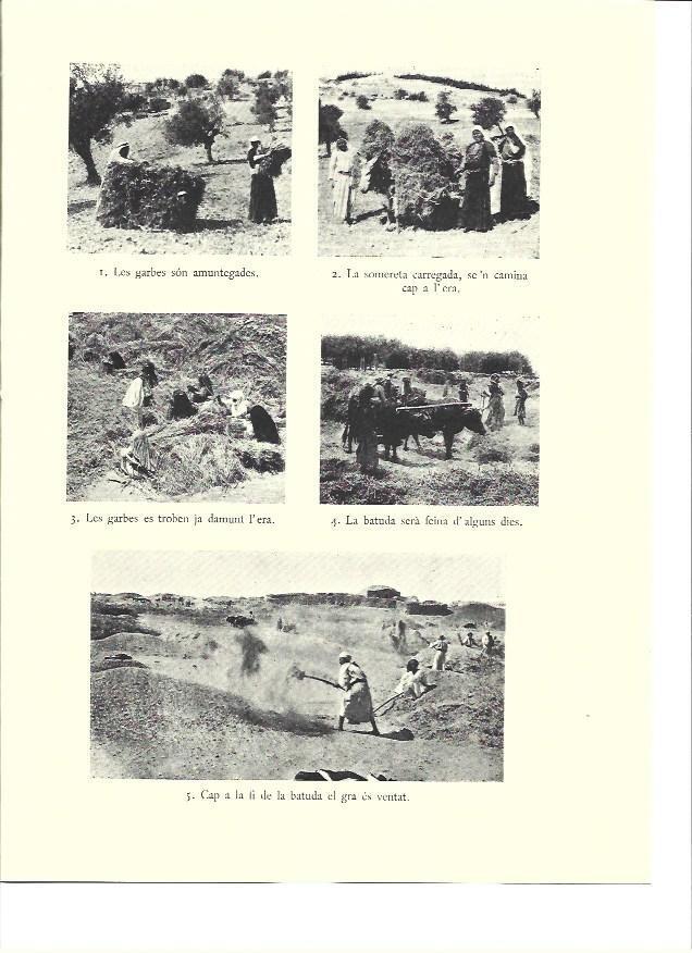 LAMINA 36154: Recoleccion de la cebada en Palestina