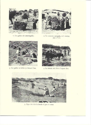 LAMINA 36154: Recoleccion de la cebada en Palestina