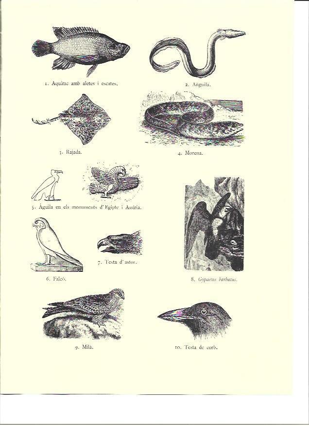 LAMINA 36142: Peces y aves del antiguo Egipto