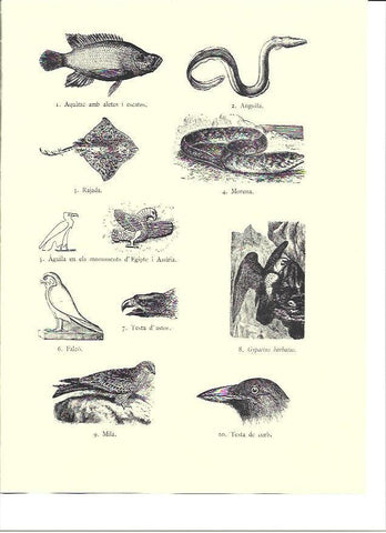 LAMINA 36142: Peces y aves del antiguo Egipto