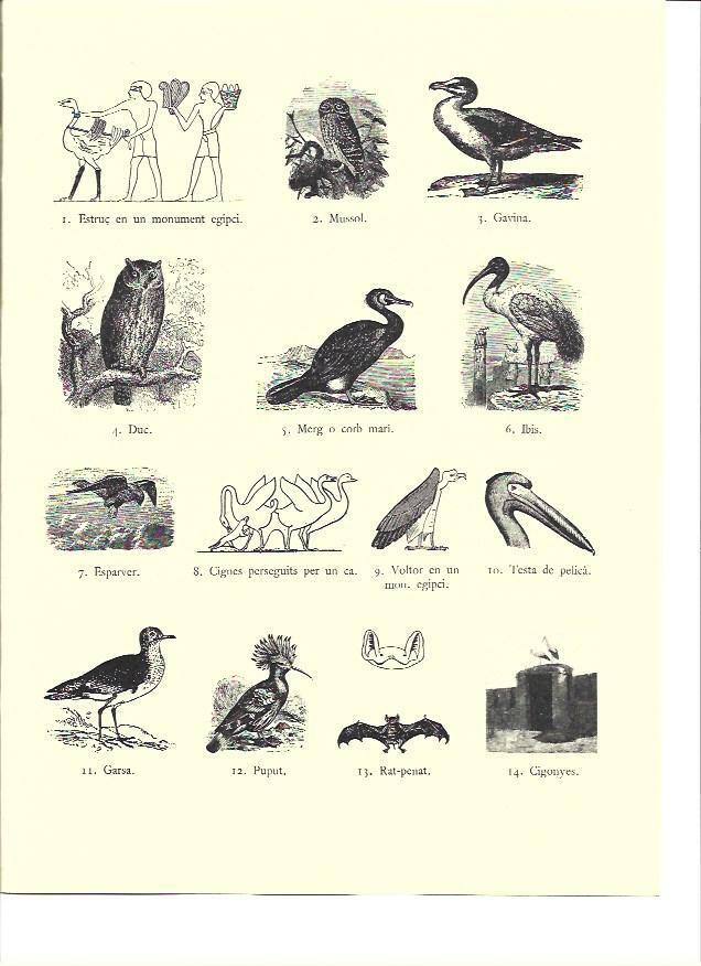 LAMINA 36143: Aves impuras de la Biblia