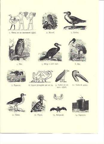 LAMINA 36143: Aves impuras de la Biblia
