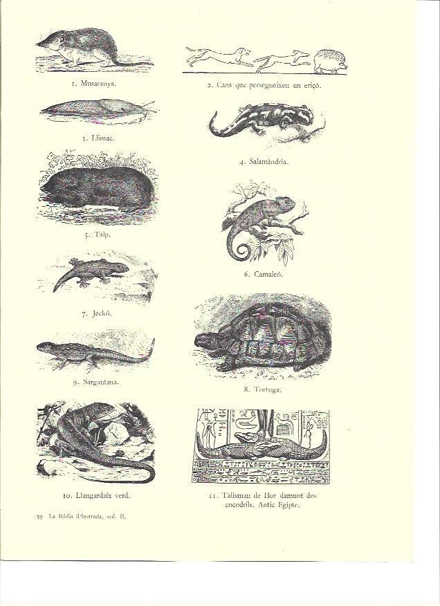 LAMINA 36145: Reptiles impuros de la Biblia
