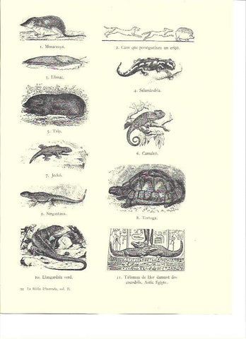 LAMINA 36145: Reptiles impuros de la Biblia