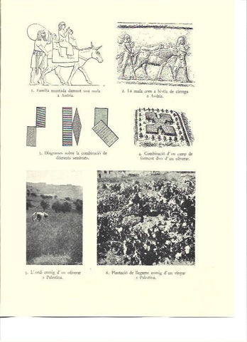 LAMINA 36148: Plantacion de cebada y legumbres en Palestina