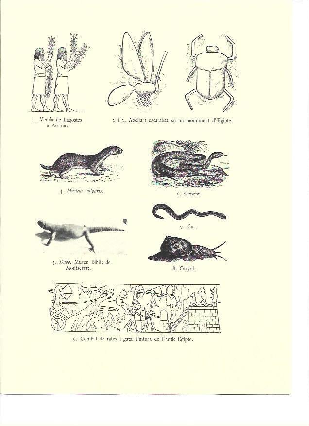 LAMINA 36144: Insectos y roedores de la Biblia