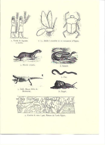 LAMINA 36144: Insectos y roedores de la Biblia