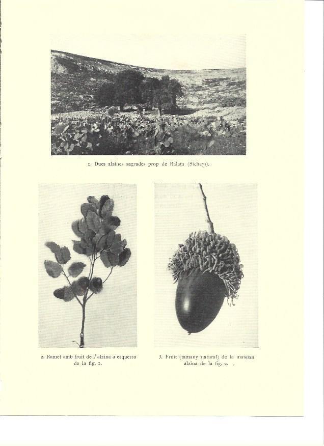 LAMINA 36204: Alcinas en Balata
