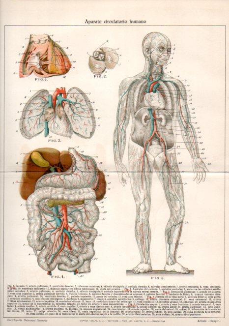 LAMINA V39750: Aparato circulatorio humano