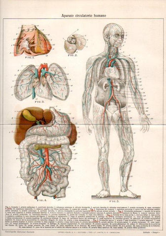 LAMINA V39750: Aparato circulatorio humano