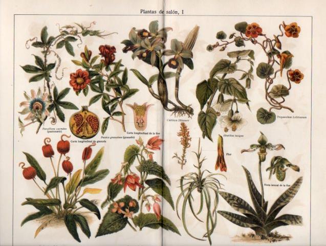 LAMINA V39751: Plantas de salon I