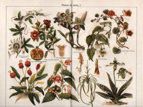 LAMINA V39751: Plantas de salon I