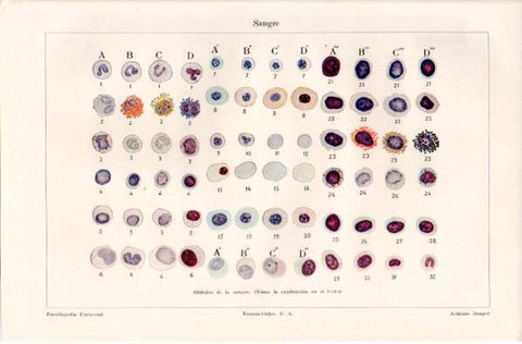LAMINA V39728: Globulos de la sangre
