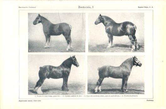 LAMINA V39264: Tipos de caballos