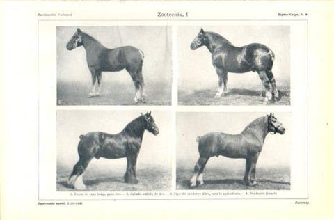 LAMINA V39264: Tipos de caballos