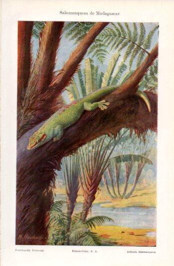 LAMINA V39333: Salamanquesa de Madagascar
