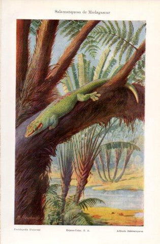 LAMINA V39333: Salamanquesa de Madagascar