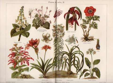 LAMINA V39752: Plantas de salon II