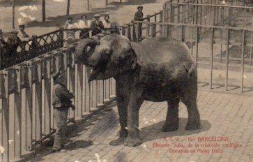 POSTAL PV09963: Elefante Julia, Barcelona