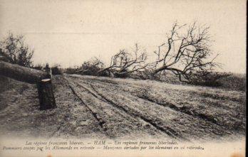 POSTAL PV09929: Manzanos cortados por los alemanes en Ham