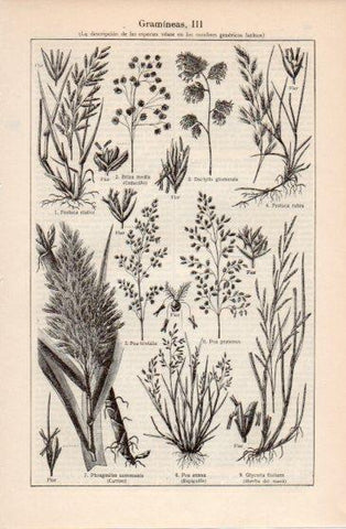 LAMINA V40048: Gramineas III