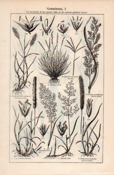 LAMINA V40047: Gramineas I