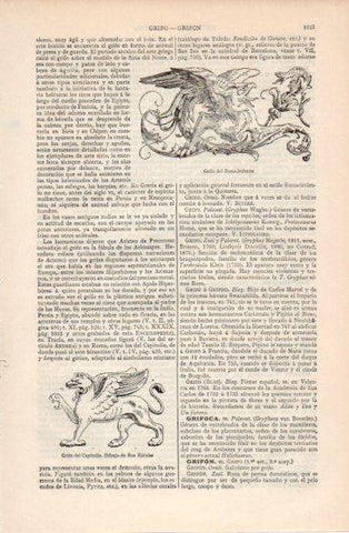LAMINA V40074: Grifos del Renacimiento y del Capitolio