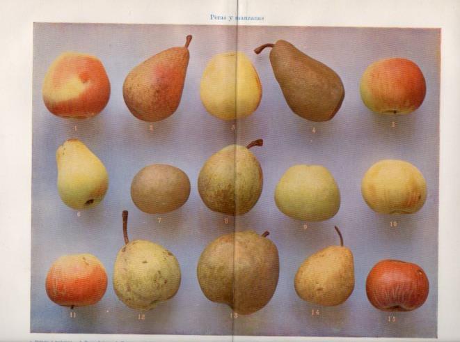 LAMINA V40278: Peras y manzanas