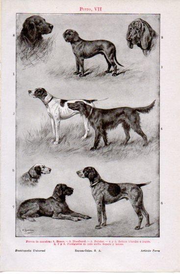 LAMINA V39846: Perros de muestra