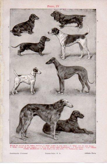 LAMINA V39845: Perros de carrera y de rastro, terriers