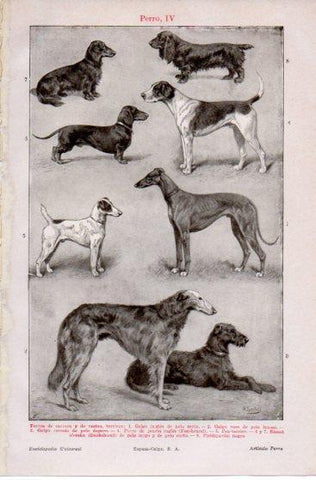 LAMINA V39845: Perros de carrera y de rastro, terriers
