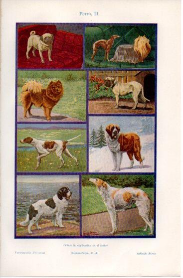 LAMINA V39844: Tipos de perros II