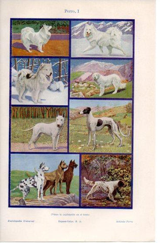 LAMINA V39843: Tipos de perros I