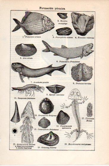 LAMINA V39842: Formacion permica