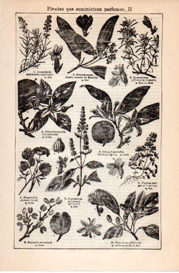 LAMINA V39839: Plantas que suministran perfumes II