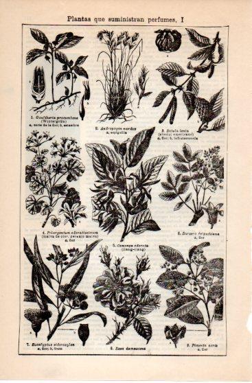 LAMINA V39838: Plantas que suministran perfumes I