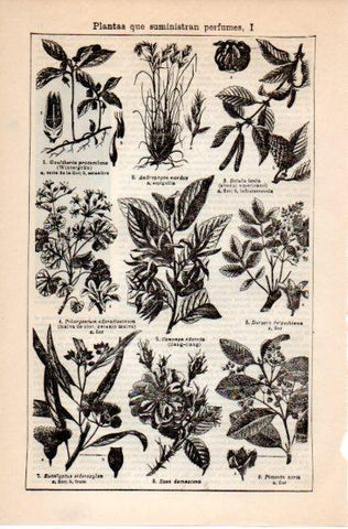 LAMINA V39838: Plantas que suministran perfumes I