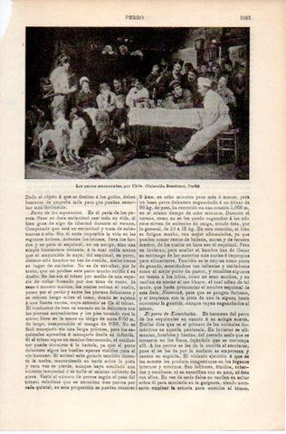LAMINA V39831: Los perros amaestrados por Uhde